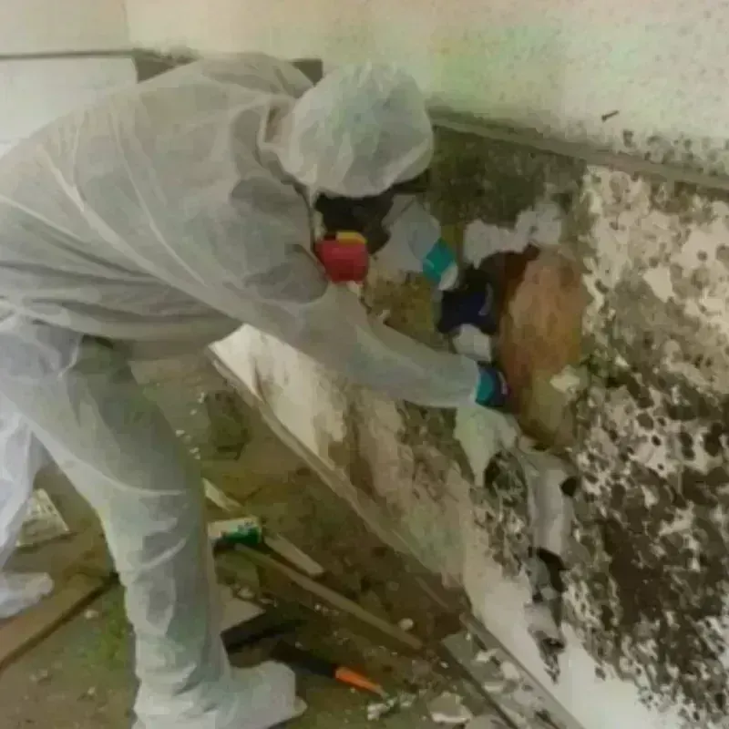 Best Mold Remediation and Removal Service in South Peabody, MA